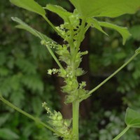 Acalypha ciliata Forssk.